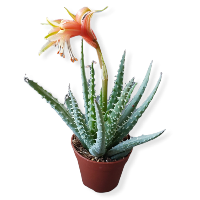 Aloe humilis - 5,5 cm