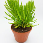 Senecio cylindricus - 13 cm