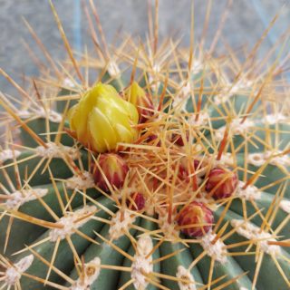 Ferocactus Alamosanus – 20 cm 3