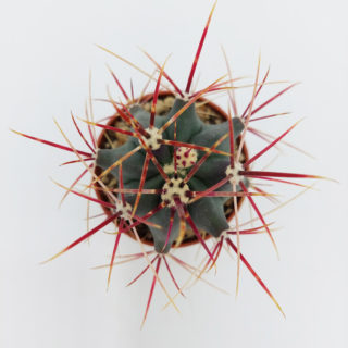 Ferocactus gracilis – 5,5 cm 1
