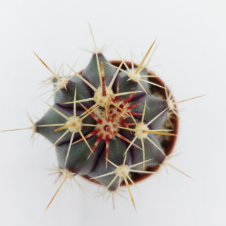 ferocactus pottsii alamosensis 5,5 cm 1