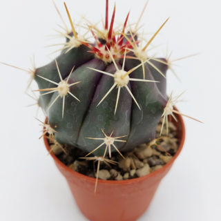 ferocactus pottsii alamosensis 5,5 cm copia