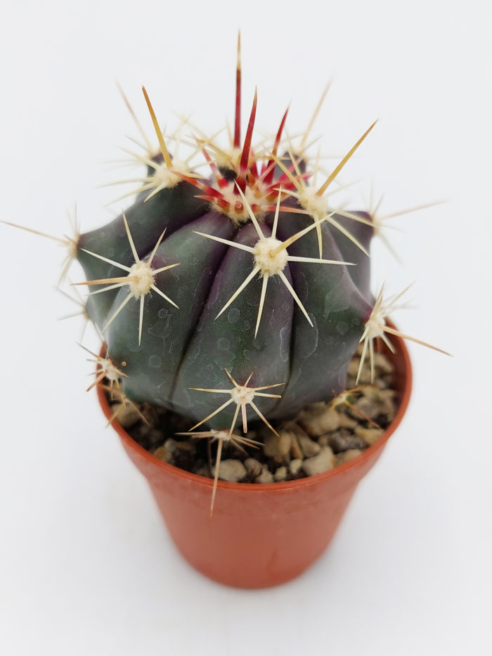 ferocactus pottsii alamosensis 5,5 cm
