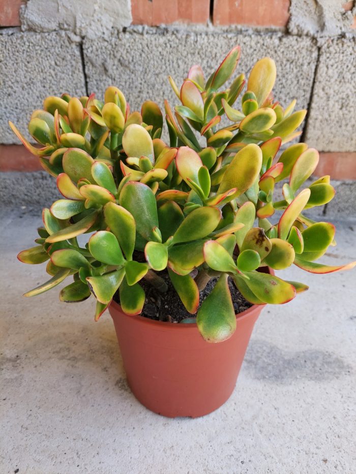 Crassula ovata hummel's sunset - 17 cm