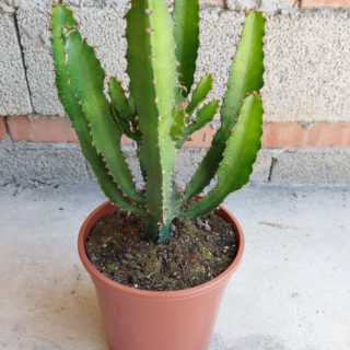 Euphorbia triangularis – 17 cm 3