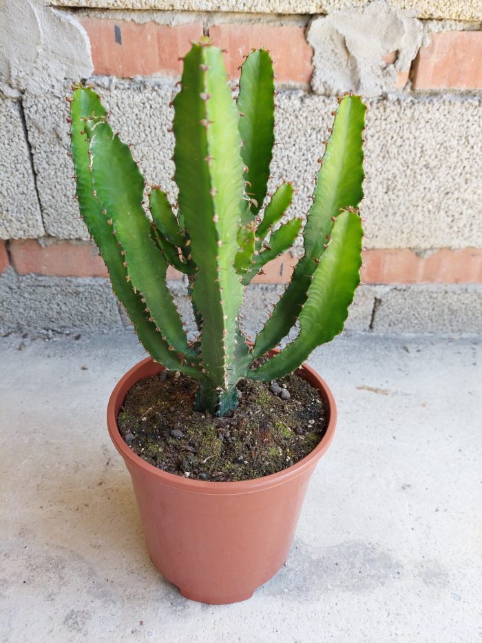 Euphorbia triangularis - 17 cm