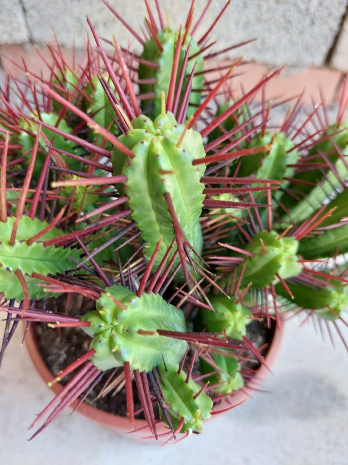 Euphorbia enopla - 17 cm