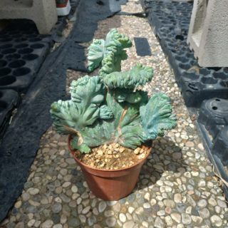 myrtillocactus geometrizans 1