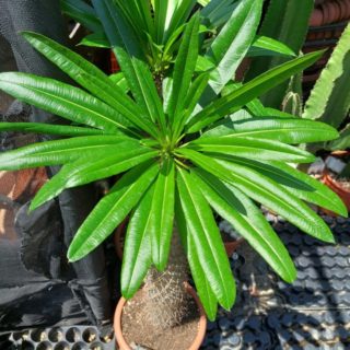 pachypodium lamerei palma del madagascar 35 cm