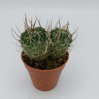 Echinofossulocactus erectocentrus – 5,5 cm