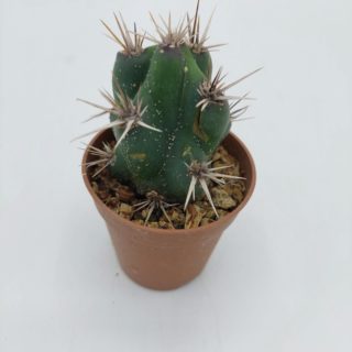 Ferocactus invictus – 5,5 cm