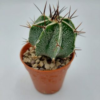 Astrophytum ornatum fukuryu – 5,5 cm1