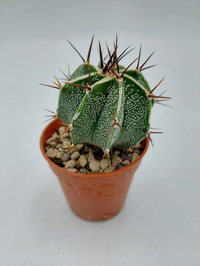 Astrophytum ornatum fukuryu - 5,5 cm