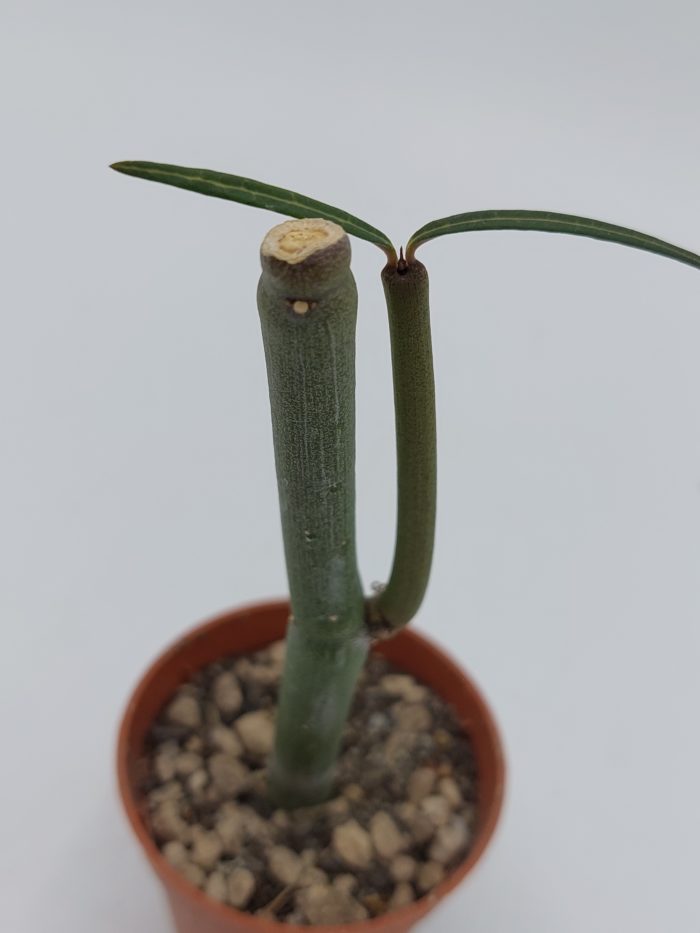 cereopegia dichotoma 2