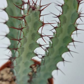 euphorbia greenwayi iringa (tanzania) 1