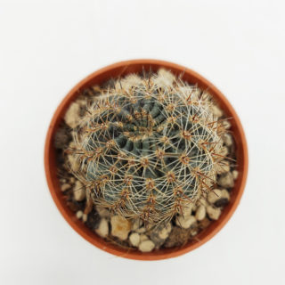 lobivia amblayensis albispina 1 copia