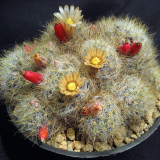 Mammillaria prolifera