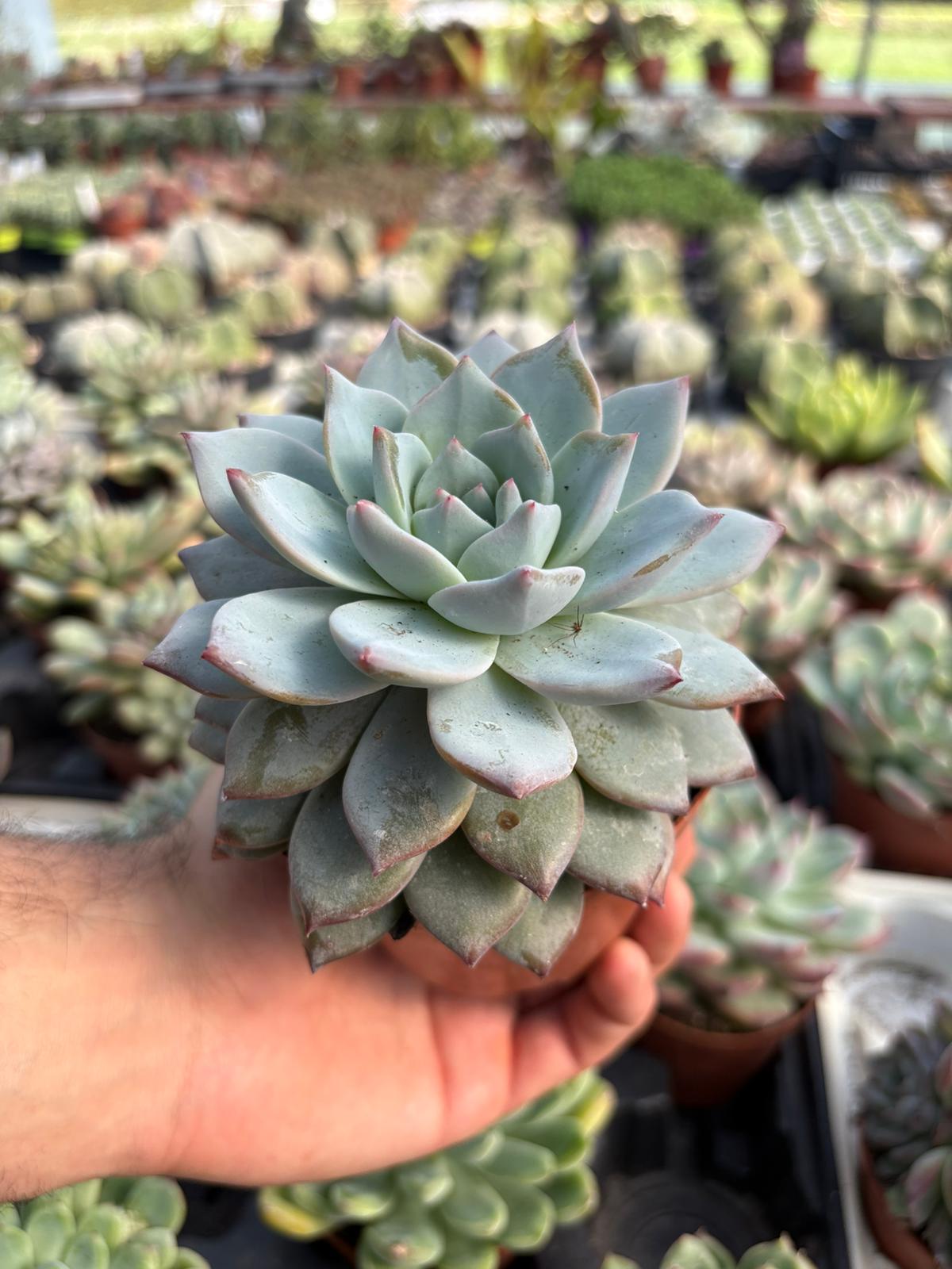 WhatsApp Image 2026-02-17 at 19.33.58 (1)