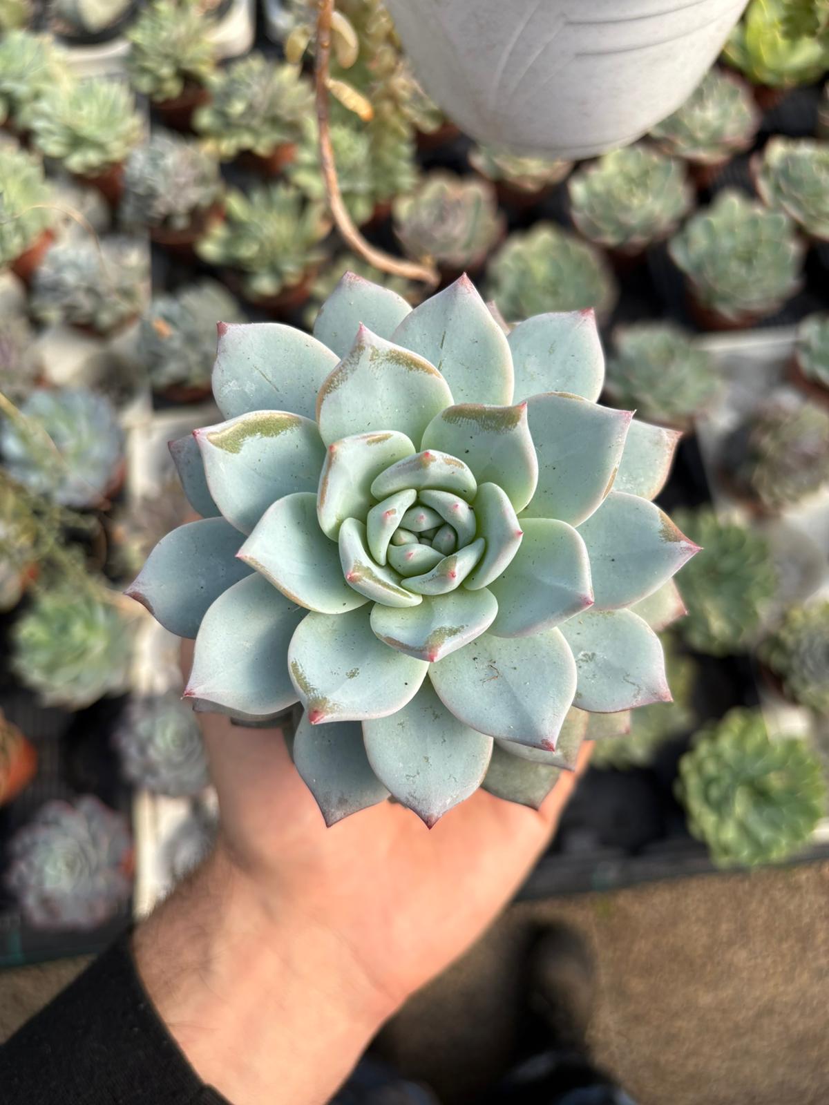 WhatsApp Image 2026-02-17 at 19.33.58