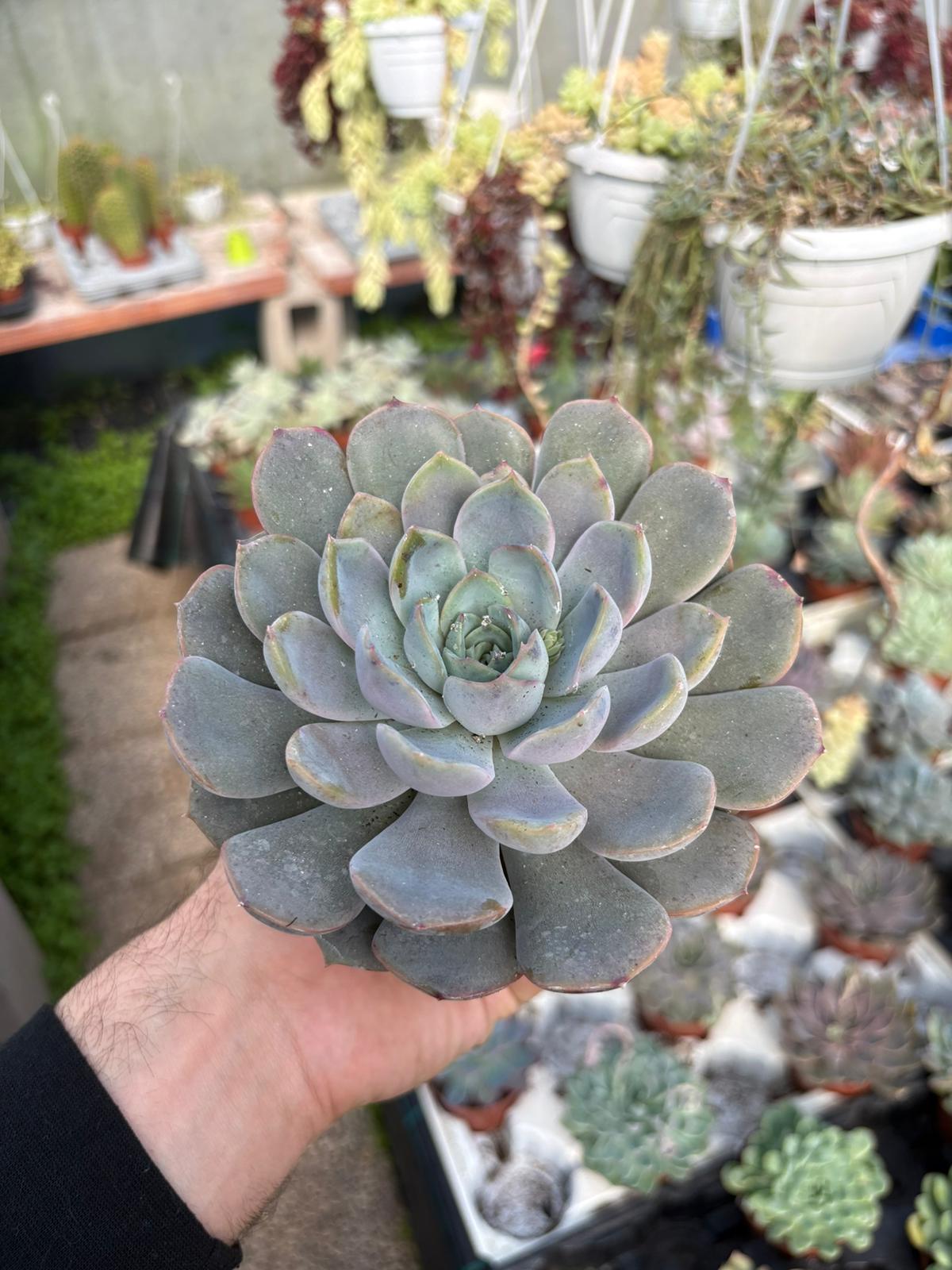 WhatsApp Image 2026-02-17 at 19.34.04 (1)