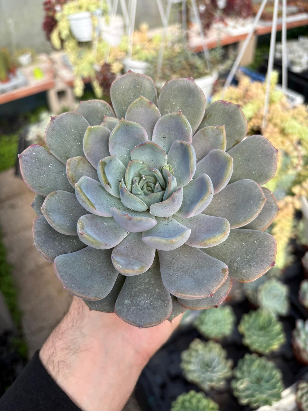 WhatsApp Image 2026-02-17 at 19.34.04