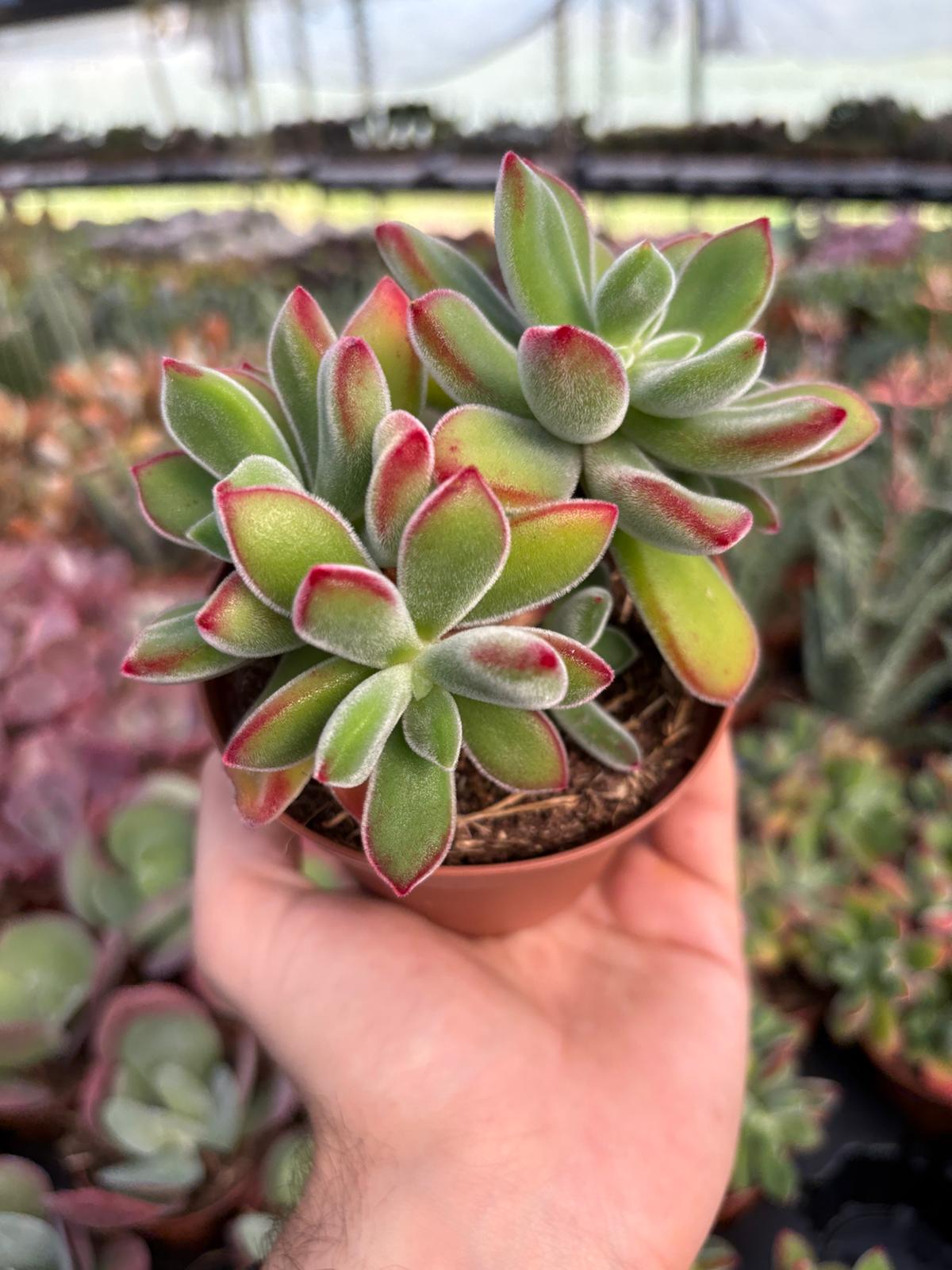 WhatsApp Image 2026-02-17 at 19.34.16