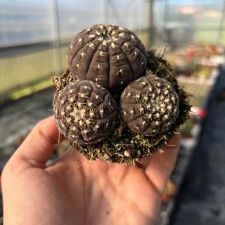 WhatsApp Image 2026-02-17 at 19.34.18