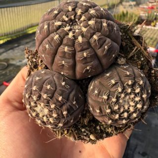 WhatsApp Image 2026-02-17 at 19.34.19