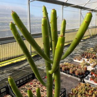 WhatsApp Image 2026-02-17 at 19.34.24 (1)