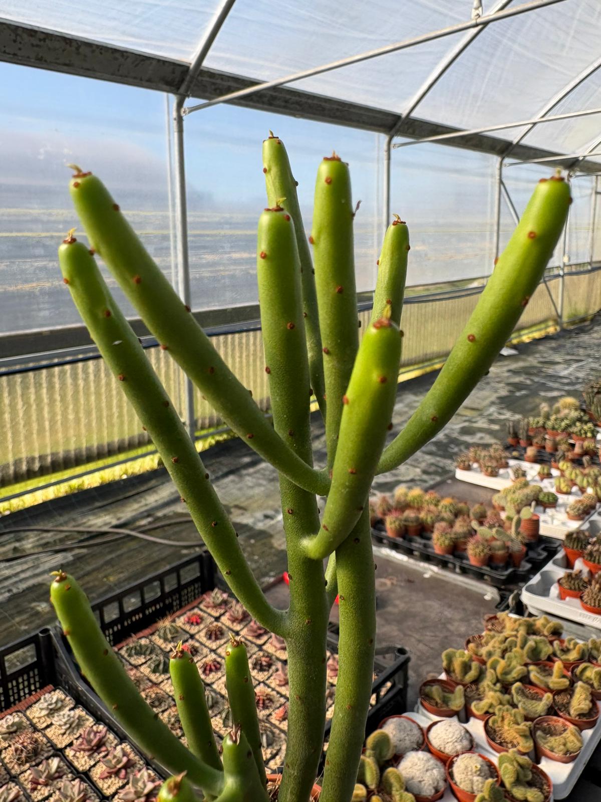 WhatsApp Image 2026-02-17 at 19.34.24 (1)