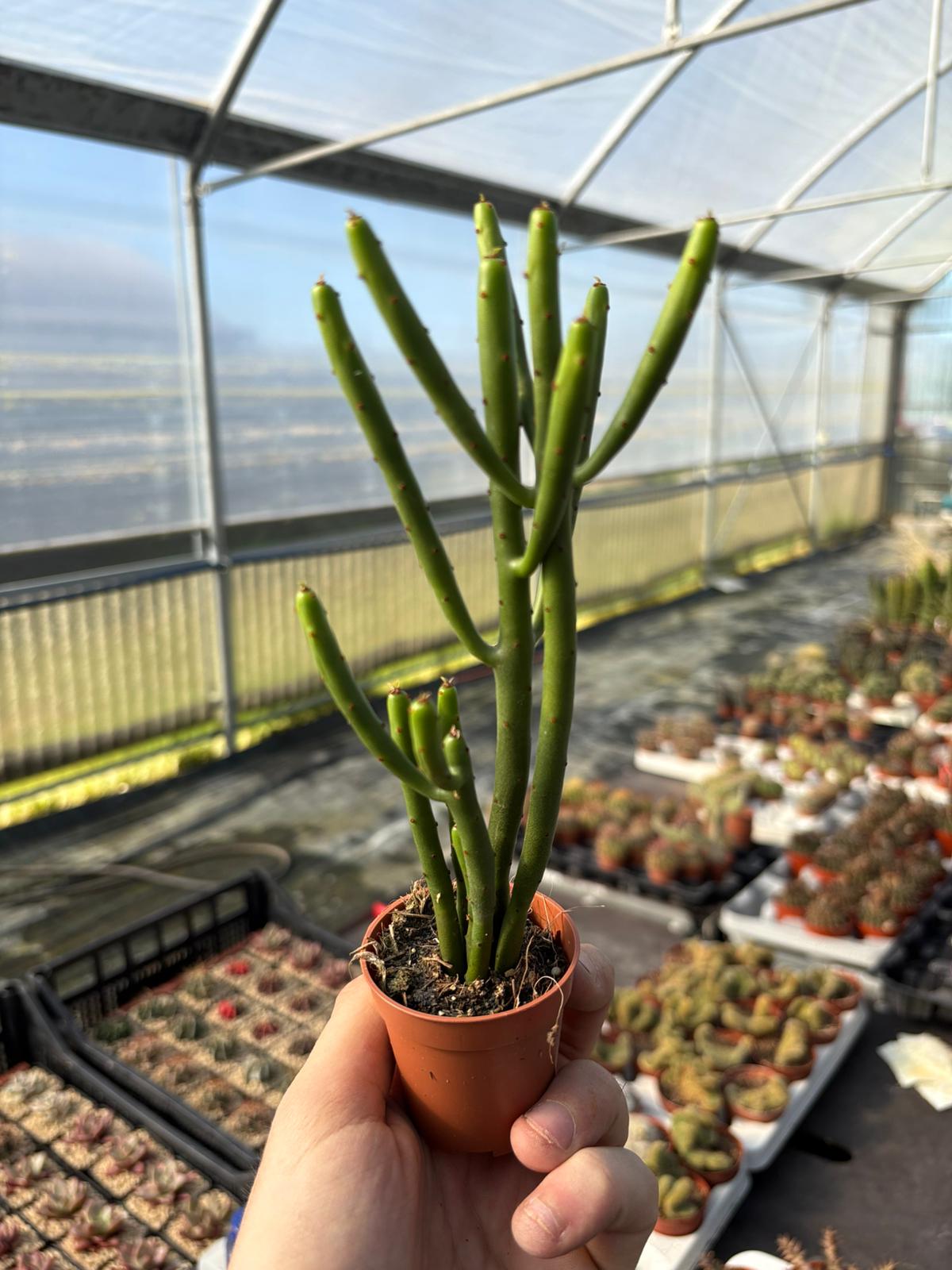 WhatsApp Image 2026-02-17 at 19.34.24