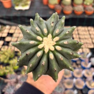 WhatsApp Image 2025-11-27 at 18.50.31 (1)