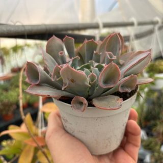 WhatsApp Image 2025-11-27 at 18.50.32 (1)