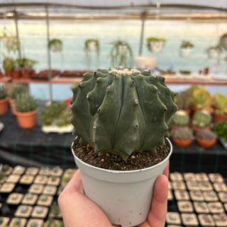 WhatsApp Image 2025-11-27 at 18.50.32