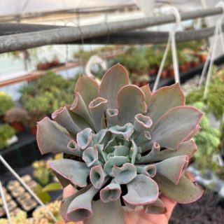 WhatsApp Image 2025-11-27 at 18.50.33 (1)