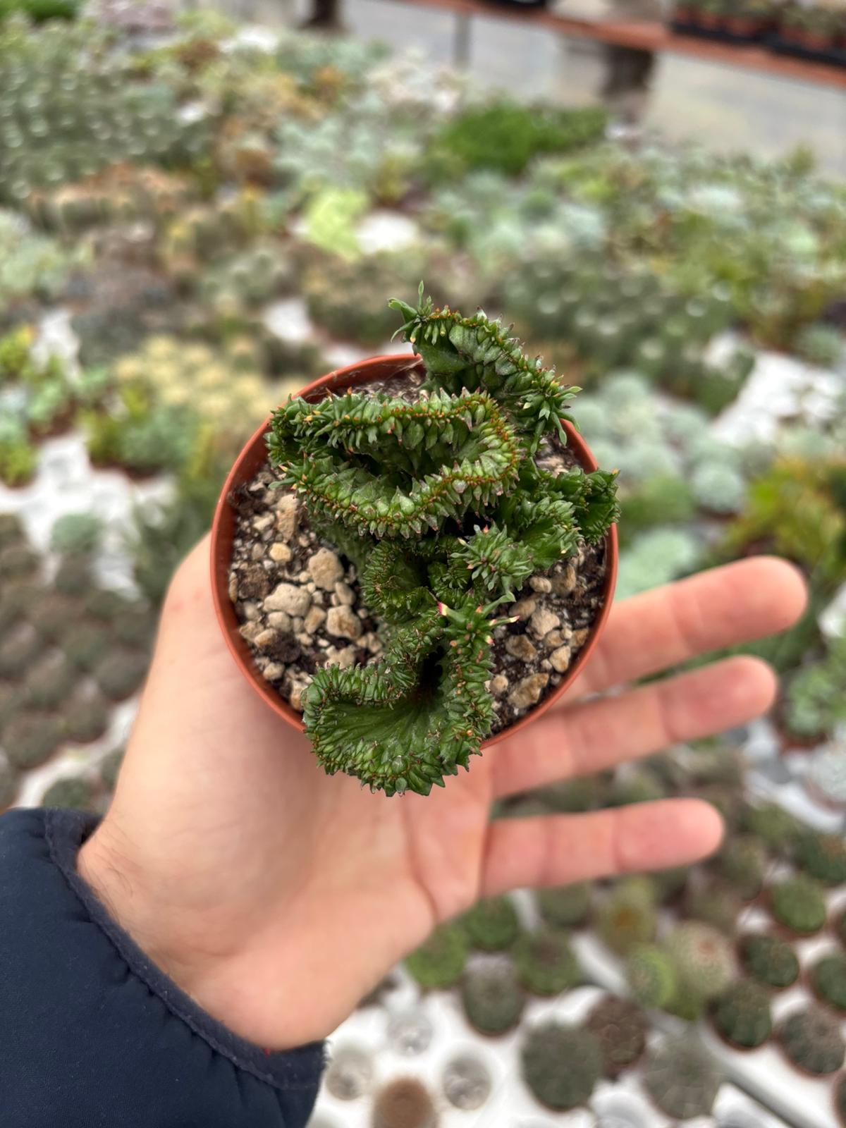 WhatsApp Image 2025-11-27 at 18.50.37 (1)