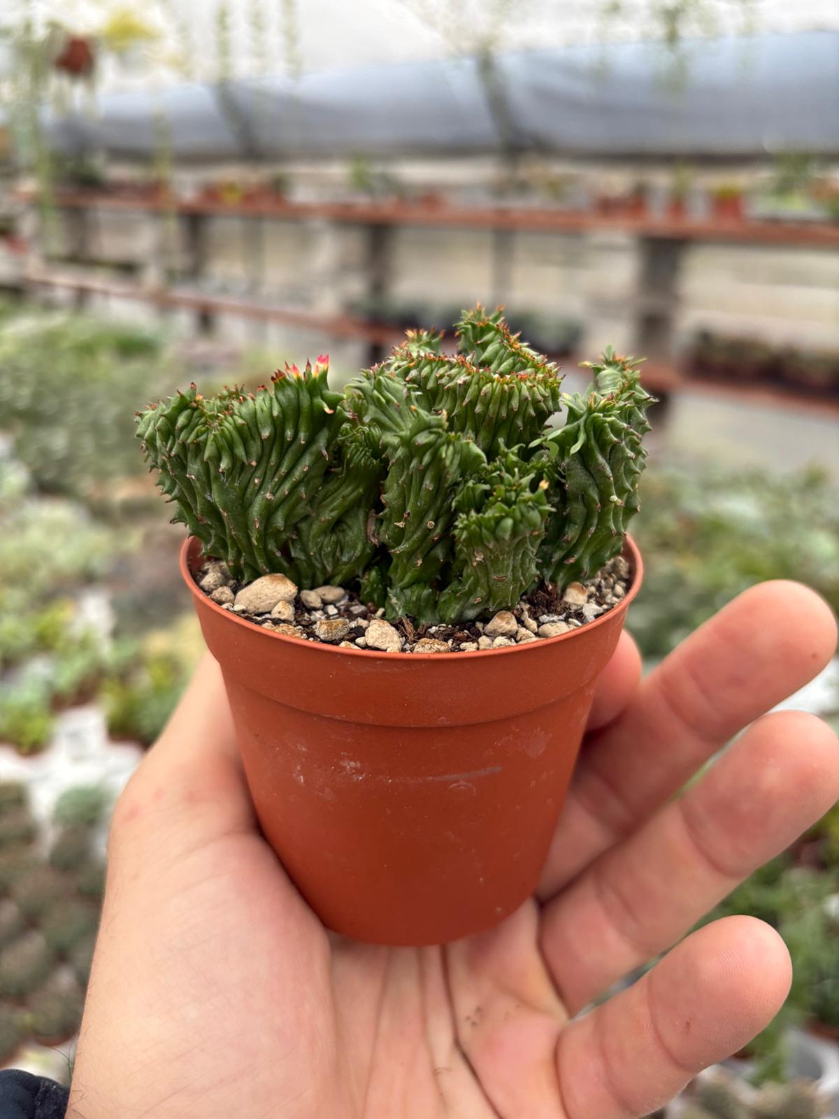 WhatsApp Image 2025-11-27 at 18.50.37