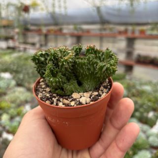 WhatsApp Image 2025-11-27 at 18.50.38 (1)