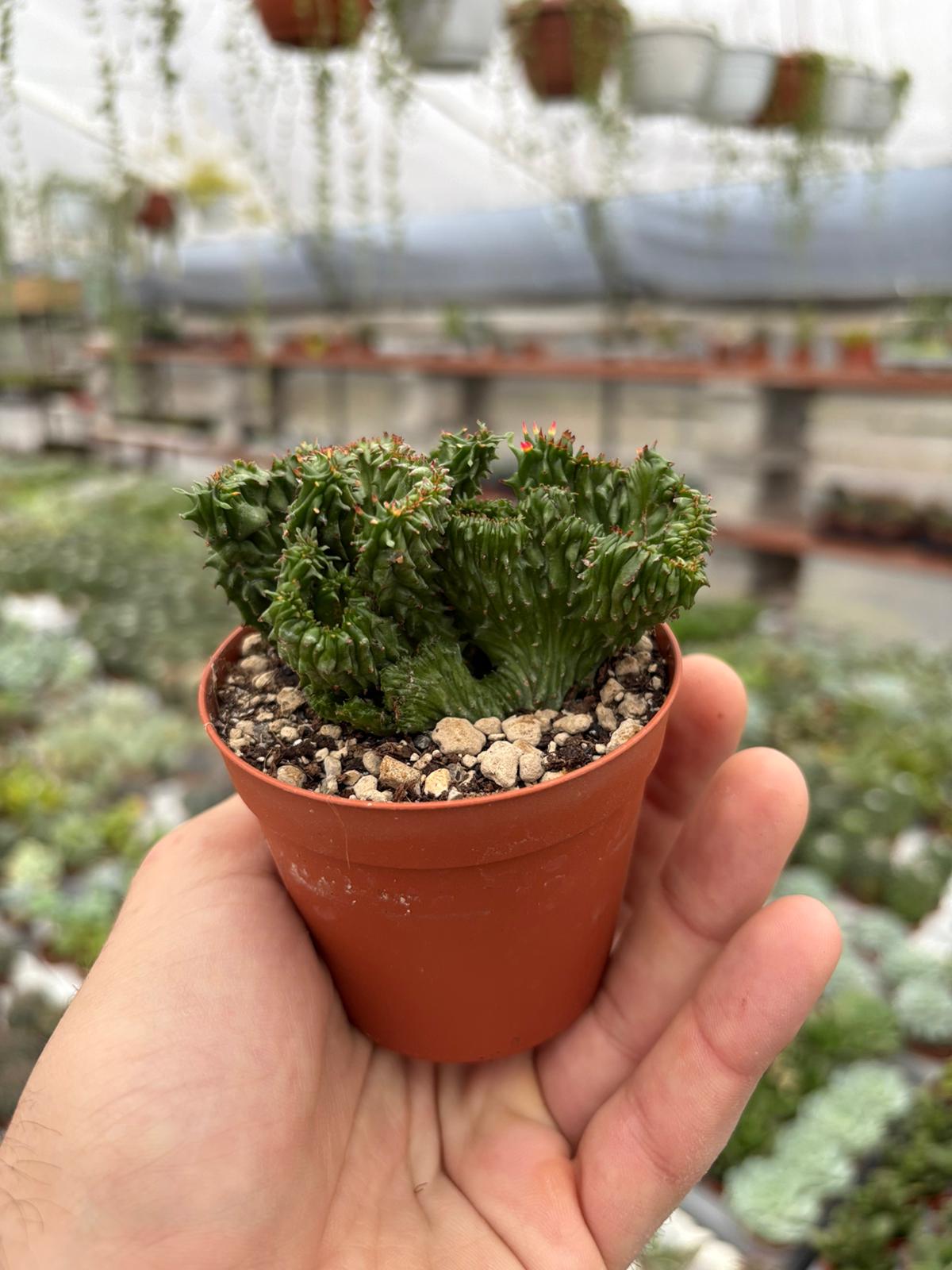 WhatsApp Image 2025-11-27 at 18.50.38 (1)