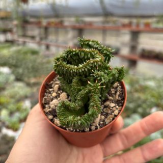 WhatsApp Image 2025-11-27 at 18.50.38