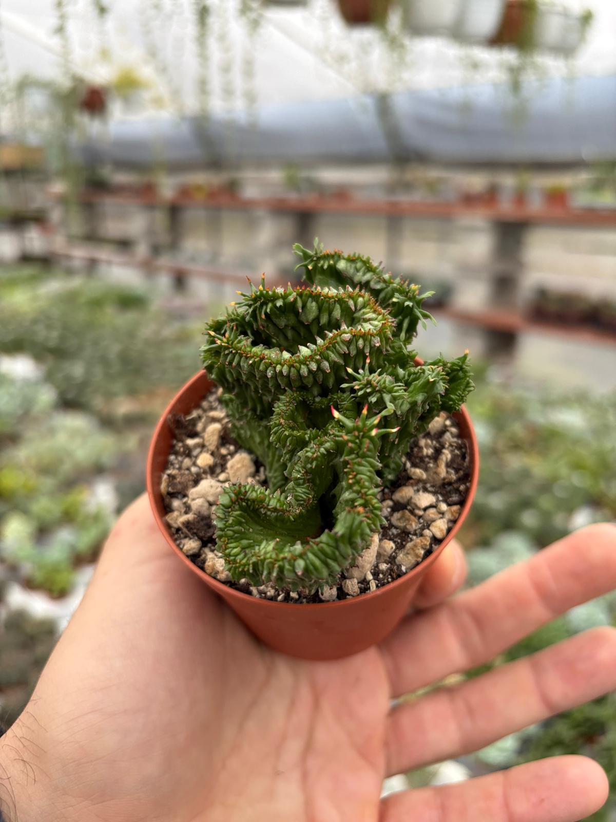 WhatsApp Image 2025-11-27 at 18.50.38