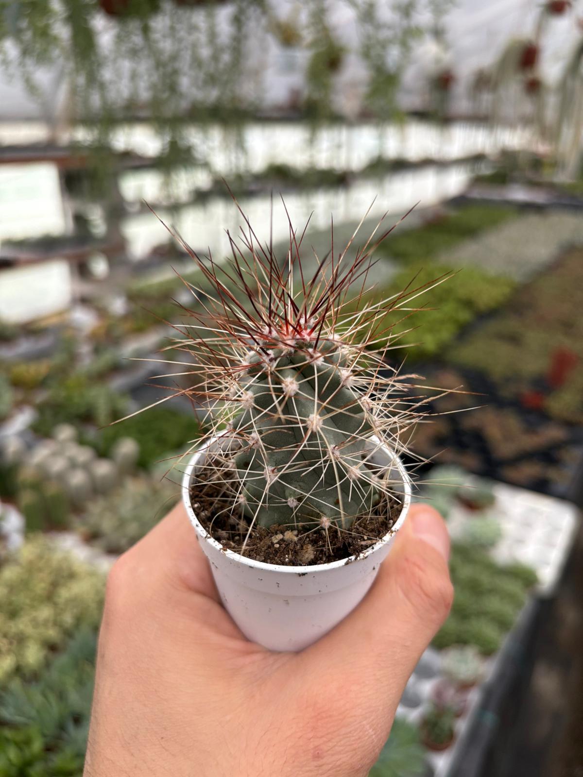 WhatsApp Image 2025-12-01 at 14.16.30 (1)