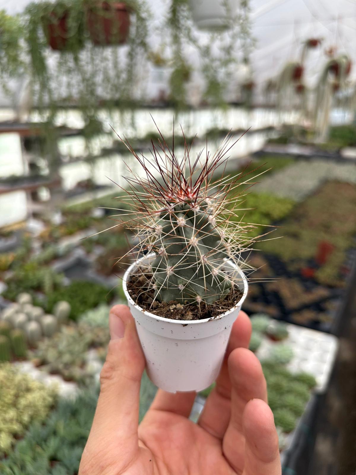 WhatsApp Image 2025-12-01 at 14.16.30