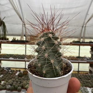 WhatsApp Image 2025-12-01 at 14.16.31