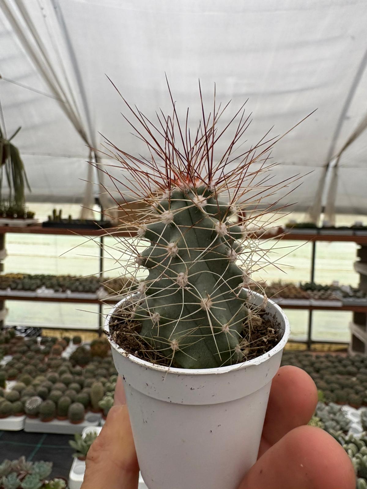 WhatsApp Image 2025-12-01 at 14.16.31