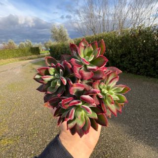 WhatsApp Image 2026-01-28 at 17.07.03