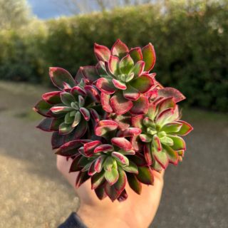 WhatsApp Image 2026-01-28 at 17.07.04