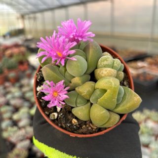 WhatsApp Image 2026-01-28 at 17.07.14