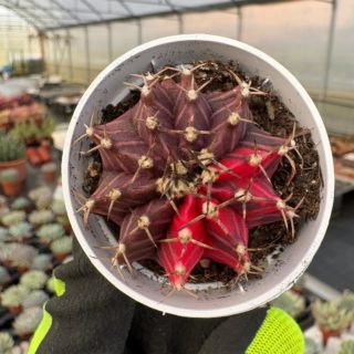 WhatsApp Image 2026-01-28 at 17.07.17