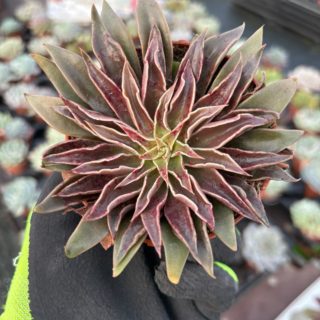 WhatsApp Image 2026-01-28 at 17.07.21